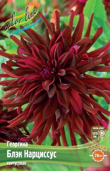 Георгина Блэк Нарциссус 1шт (Колорлайн)