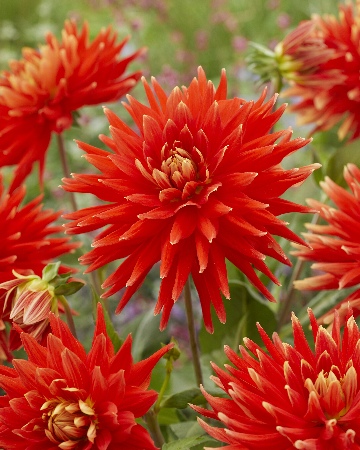 Георгина Вулкан 1шт (Колорлайн)