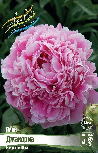Пион Джакорма 2/3 1шт (Колорлайн)