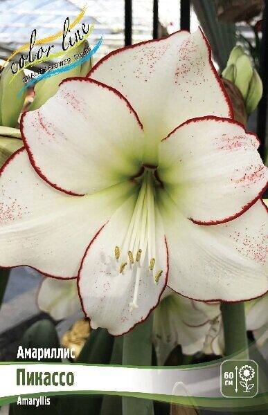 Амариллис Пикассо 22/24 1шт (Колорлайн)