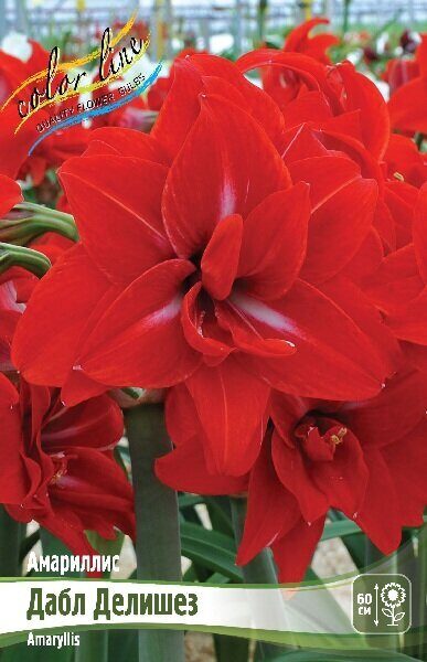 Амариллис Дабл Делишез 22/24 1шт (Колорлайн)