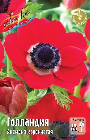 Анемона Голландия 5/6 10шт (Колорлайн)