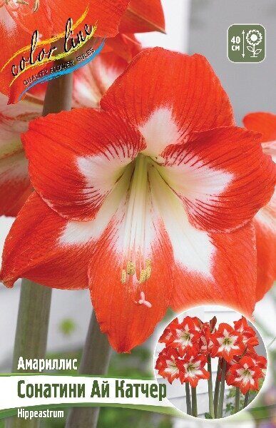Амариллис Сонатини Ай Катчер 13/15 1шт (Колорлайн)
