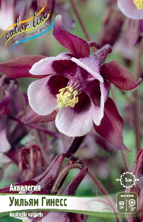 Аквилегия Уильям Гинесс 3шт (Колорлайн)