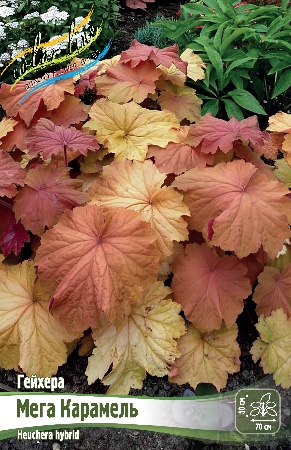 Гейхера Мега Карамель 1шт (Колорлайн)