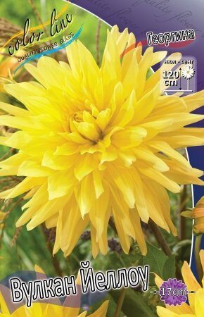 Георгина Вулкан Йеллоу 1шт (Колорлайн)