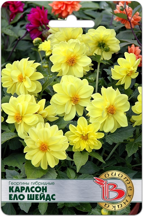 Георгина Карлсон Ело Шейдс 10шт (Биотехника)