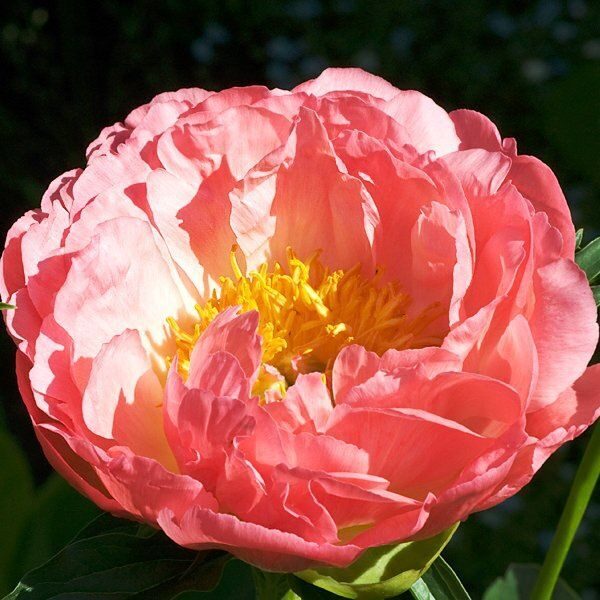 Пион Корал Бич 2/3 1шт (Поиск)