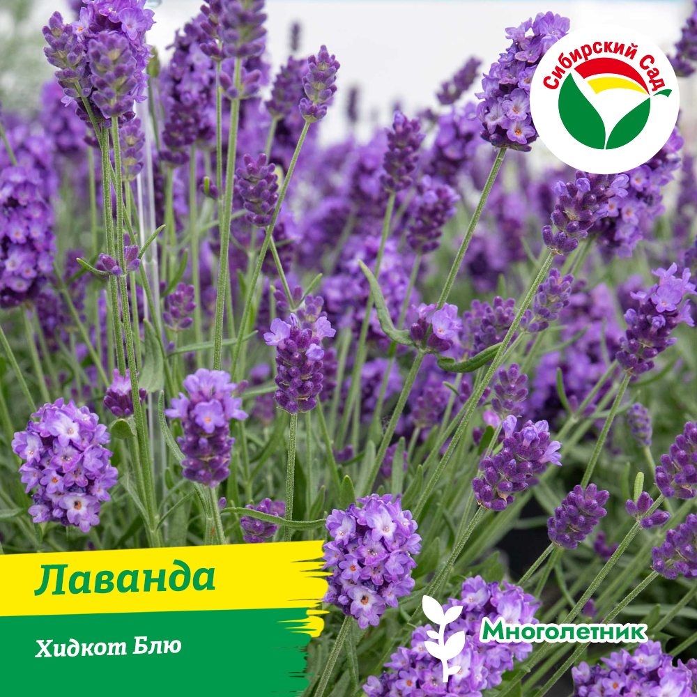 Лаванда Хидкот Блю 1шт (ящик/Р9*24шт; 1/2ящ/Р9*12шт)