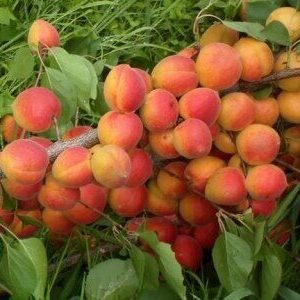 Абрикос Амур сеяный (саженец с этикеткой) 1шт (Сиб Сад)