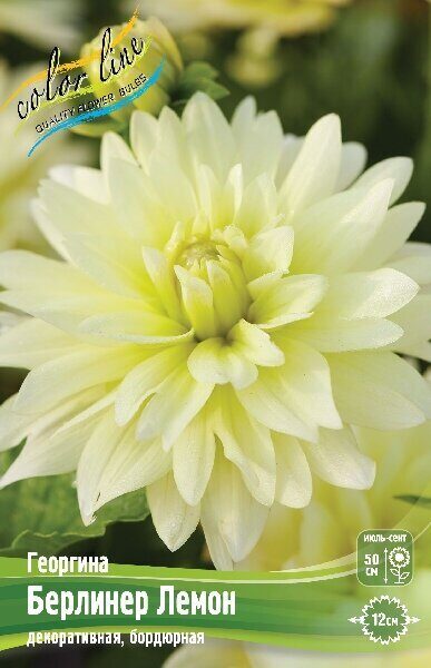 Георгина Берлинер Лемон 1шт (Колорлайн)