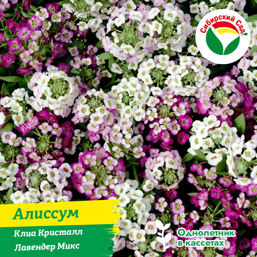 Алиссум Клиа Кристалл Лавендер Микс в подвесном горшке 4.2л (ящик*2шт)