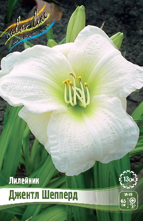 Лилейник Джентл Шепперд 1шт (Колорлайн)