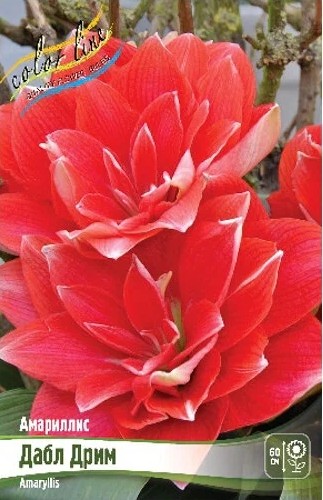 Амариллис Дабл Дрим 22/24 1шт (Колорлайн)