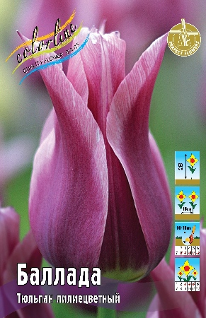 Тюльпан Баллада 11/12 3шт (Колорлайн)