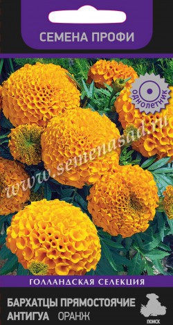 Бархатцы Антигуа Оранж ПРОФИ однолетник 15шт (Поиск)