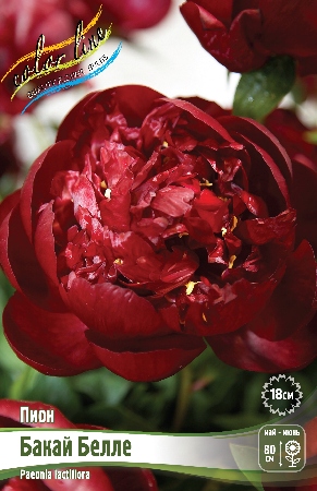 Пион Бакай Белле 2/3 1шт (Колорлайн)