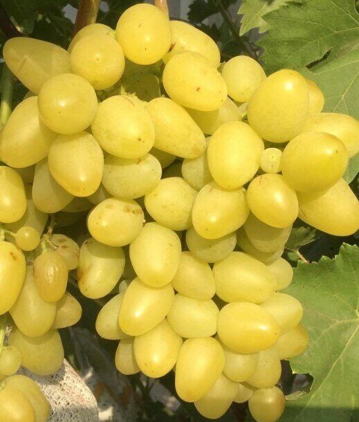 Виноград Лора (коробка) 1шт (Сиб Сад)