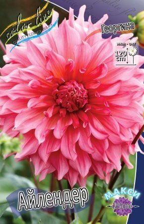 Георгина Айлендер 1шт (Колорлайн)