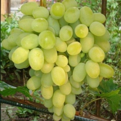 Виноград Августин (коробка) 1шт (Поиск)