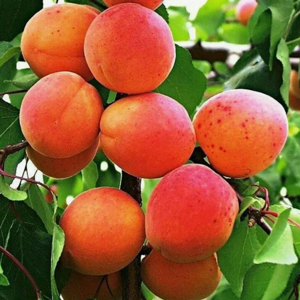 Абрикос Триумф Северный (саженец с этикеткой) 1шт (Сиб Сад)