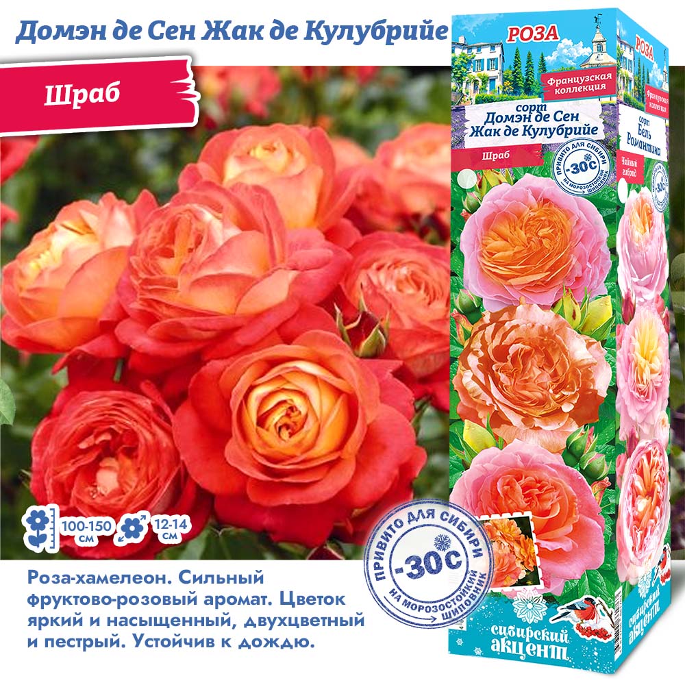 Роза Домэн де Сен Жак де Кулубрийе (Шраб) 1шт (Сиб сад)