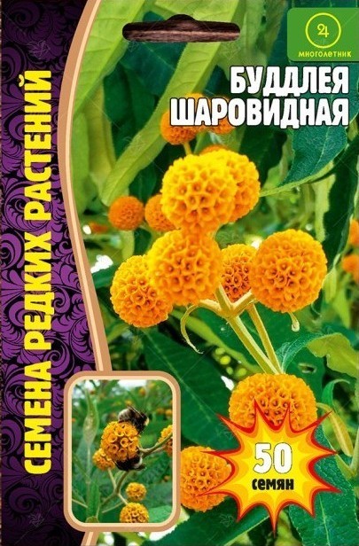 Буддлея Шаровидная многолетник 50шт (Ред.Сем)