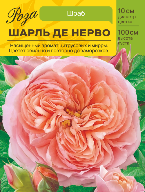 Роза Шарль де Нерво (Шраб) С ЦВ.НАКЛЕЙКОЙ 1шт (Сиб сад)