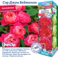 Роза Сэр Джон Беджемэн (Английская) 1шт (Сиб сад)