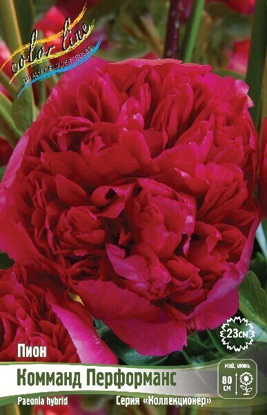 Пион Комманд Перформанс 2/3 1шт (Колорлайн)