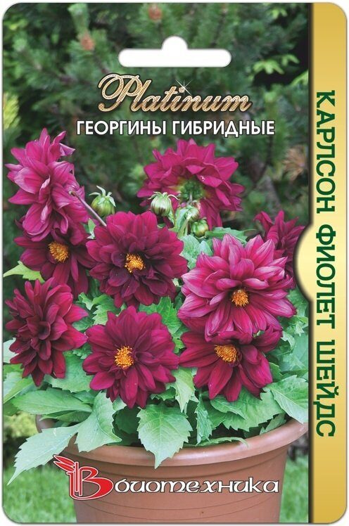 Георгина Карлсон Фиолет Шейдс 10шт (Биотехника)