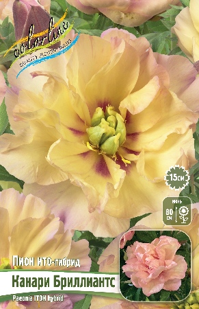 Пион Канари Бриллиантс (ИТО) 2/3 1шт (Колорлайн)