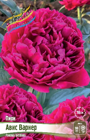 Пион Авис Варнер 2/3 1шт (Колорлайн)