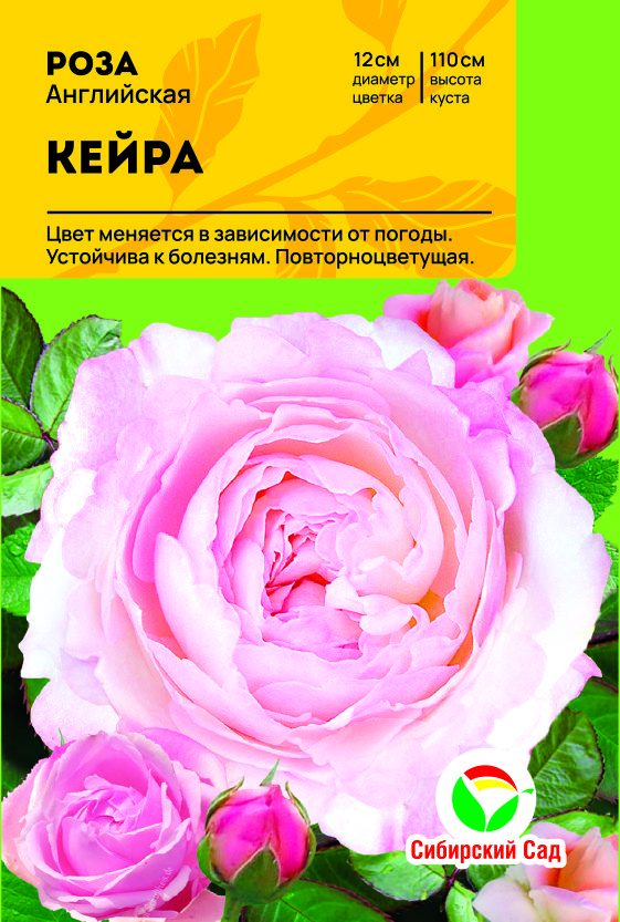 Роза Кейра (Английская) С ЦВ.НАКЛЕЙКОЙ 1шт (Сиб сад)