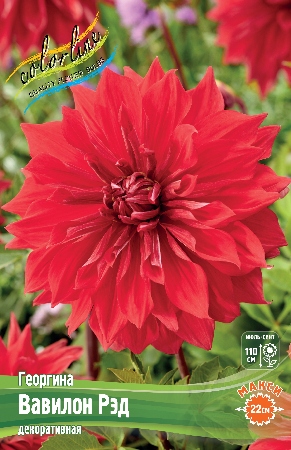 Георгина Вавилон Рэд 1шт (Колорлайн)
