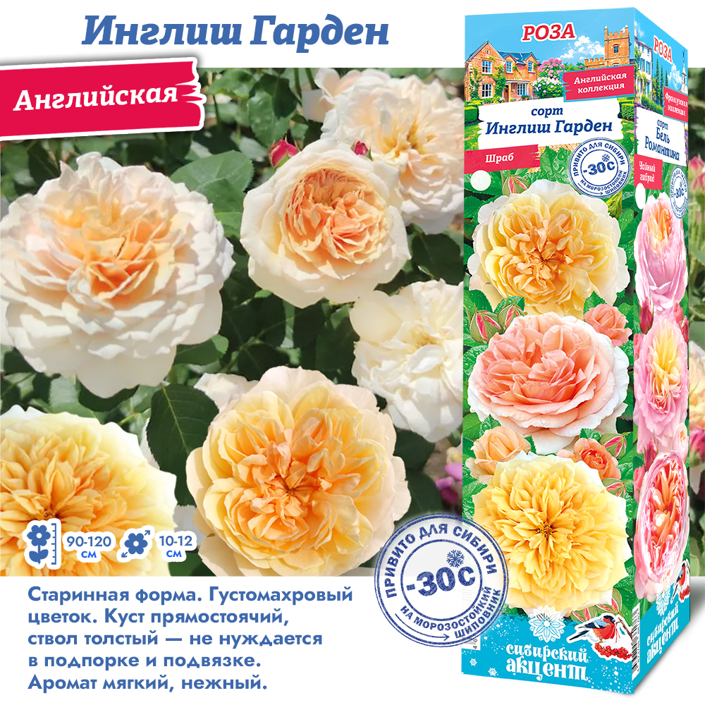 Роза Инглиш Гарден (Английская) 1шт (Сиб сад)