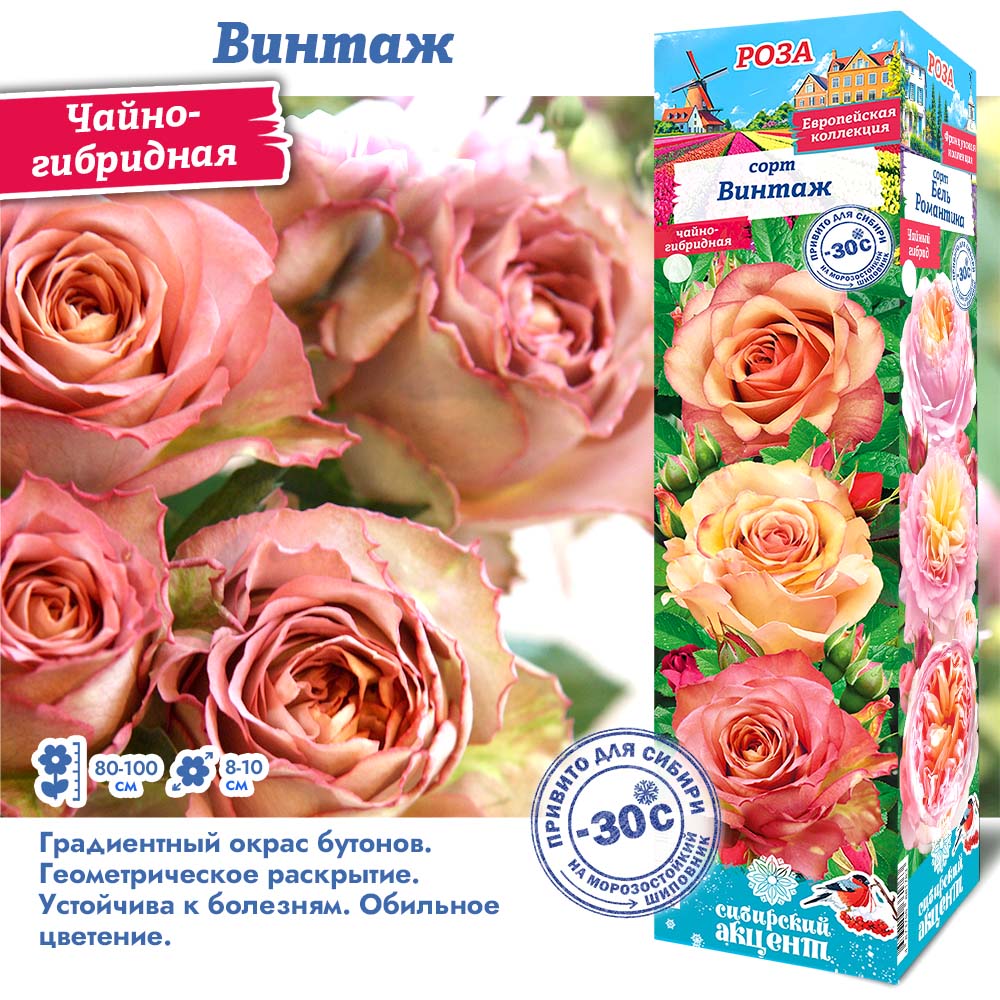 Роза Винтаж (Чайно-гибридная) 1шт (Сиб сад)