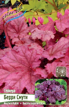 Гейхера Берри Смути 1шт (Колорлайн)