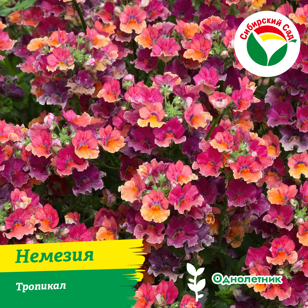 Немезия Тропикал (вегетивная) 1шт (ящик/Р9*24шт/Р9*8шт)