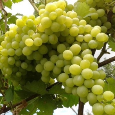 Виноград Алешенькин (коробка) 1шт (Сиб Сад)