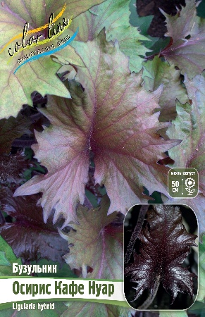 Бузульник Осирис Кафе Нуар 1шт (Колорлайн)