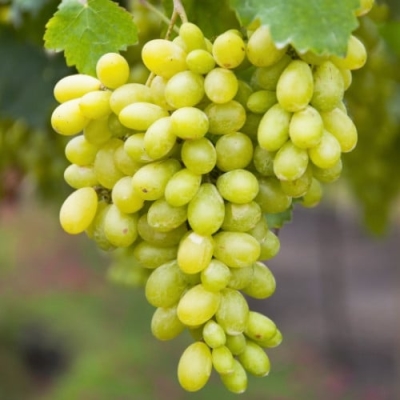 Виноград Кишмиш Столетие (коробка) 1шт (Поиск)