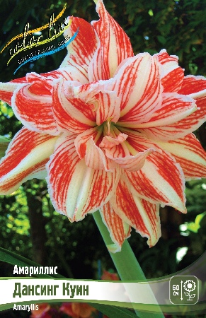 Амариллис Дансинг Куин 22/24 1шт (Колорлайн)