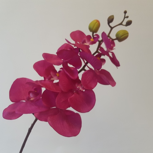 Орхидея темно-розовая 1шт (Сиб Сад)