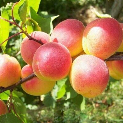 Абрикос Саянский сеяный (саженец с этикеткой) 1шт (Сиб Сад)