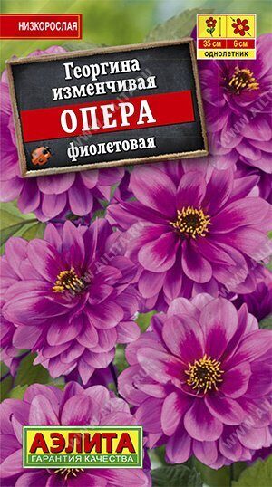Георгина Опера фиолетовая однолетник 7шт (Аэлита)