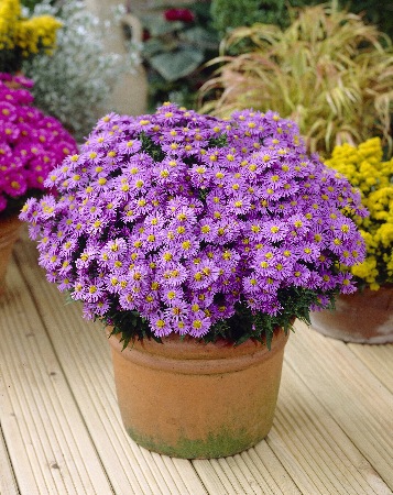 Астра Профессор Антон Киппенберг 1шт (Колорлайн)