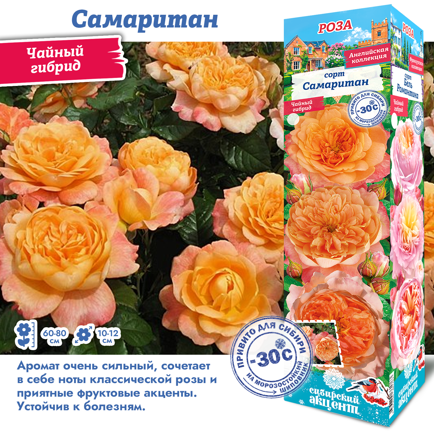 Роза Самаритан (Чайно-гибридная) 1шт (Сиб сад)