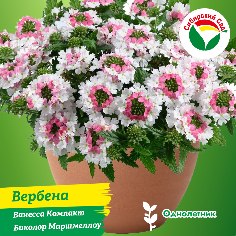 Вербена Ванесса Компакт Биколор Маршмеллоу в подвесном горшке 4.2л (ящик*2шт)
