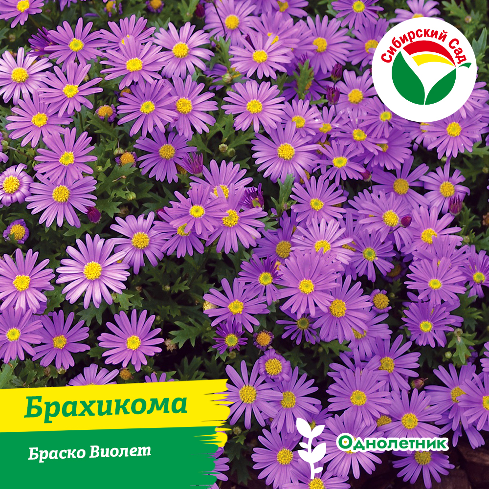 Брахикома Браско Виолет в подвесном горшке 3л (ящик*3шт)